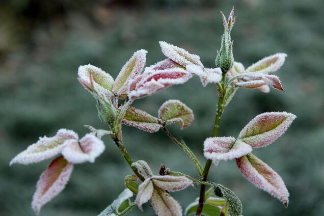 До столичного регіону повернуться заморозки