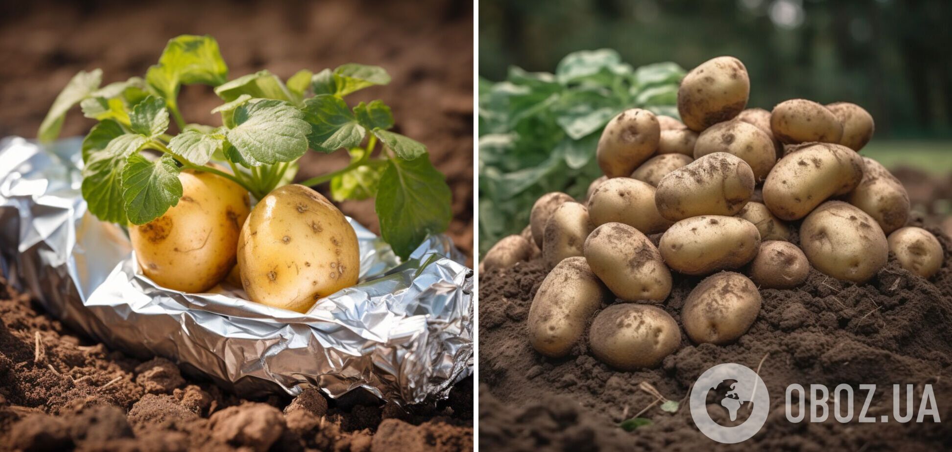 Как рекордно увеличить урожай картофеля: поможет обычная фольга