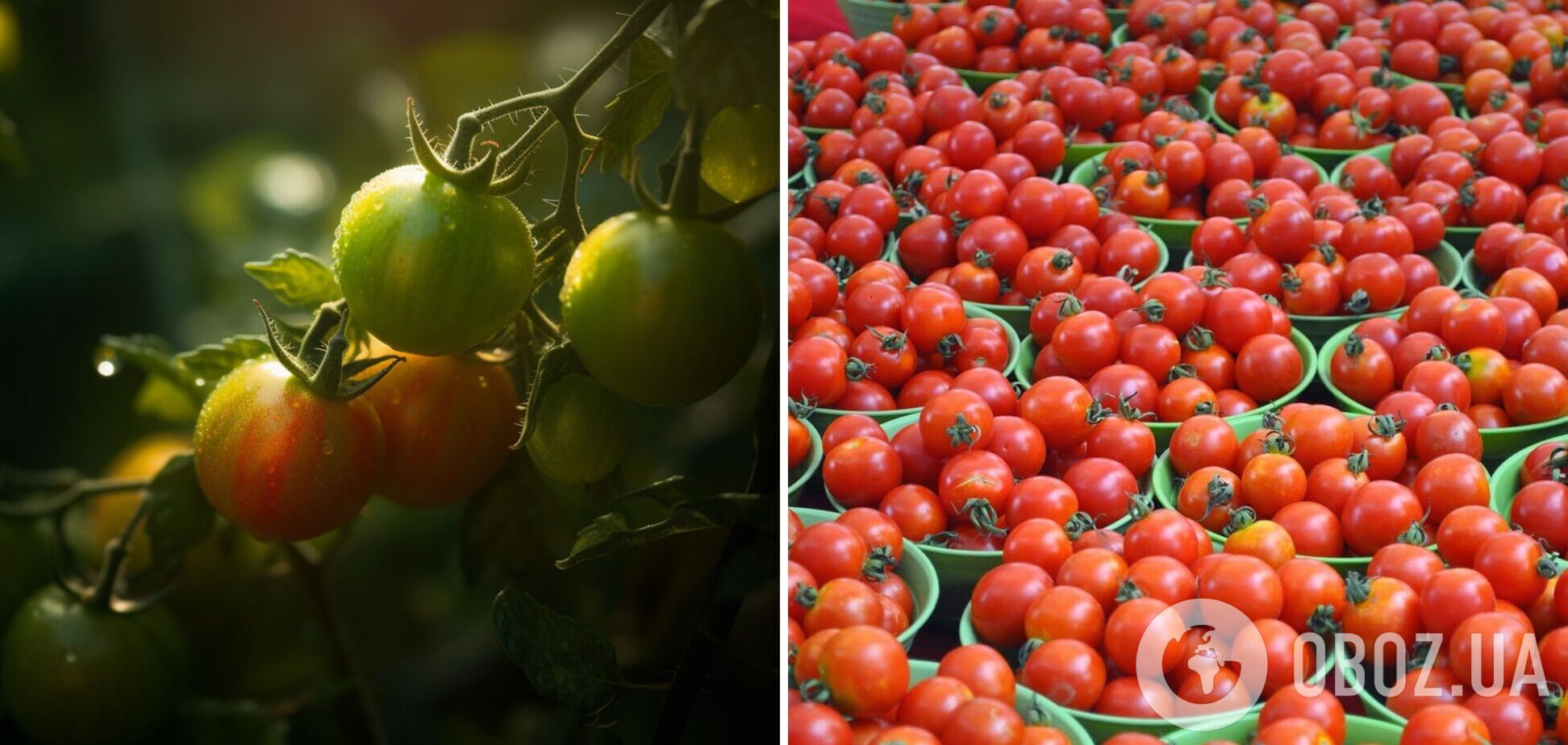 Чем подкормить помидоры, чтобы урожай был ранним: секреты дачников