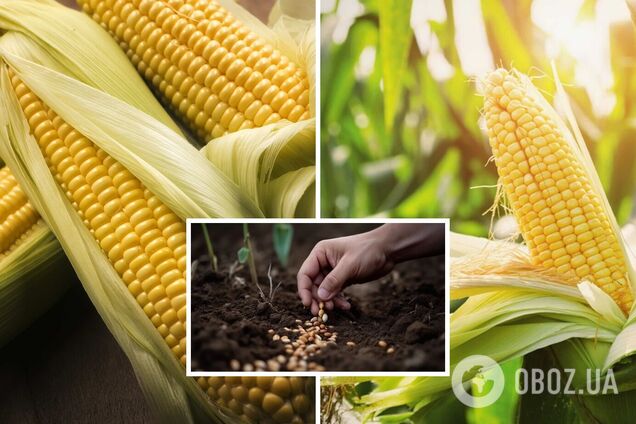 Коли садити кукурудзу в травні