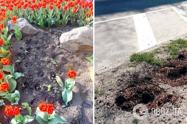 Злоумышленники воруют цветы, кустарники и даже деревья