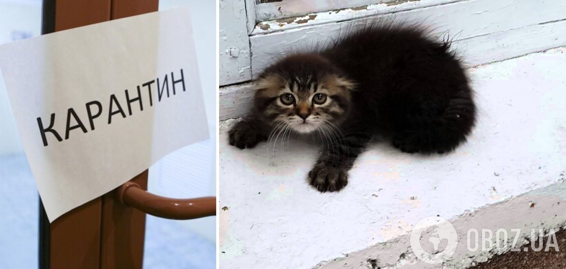 В нескольких населенных пунктах Киевщины объявили карантин