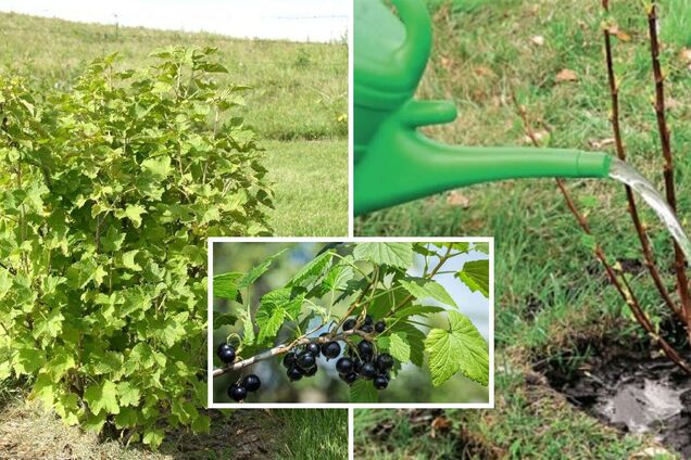 Как рекордно увеличить урожай смородины: чем подкормить кусты весной ...
