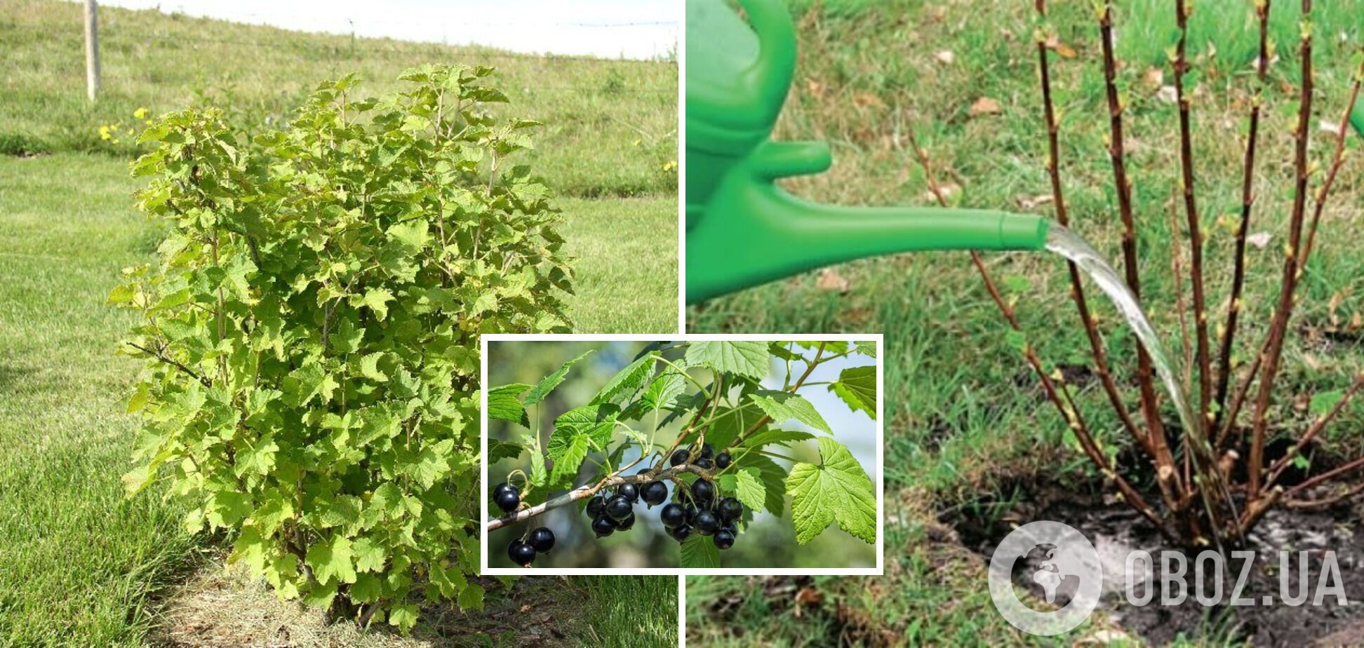 Як рекордно збільшити урожай смородини: чим підживити кущі навесні