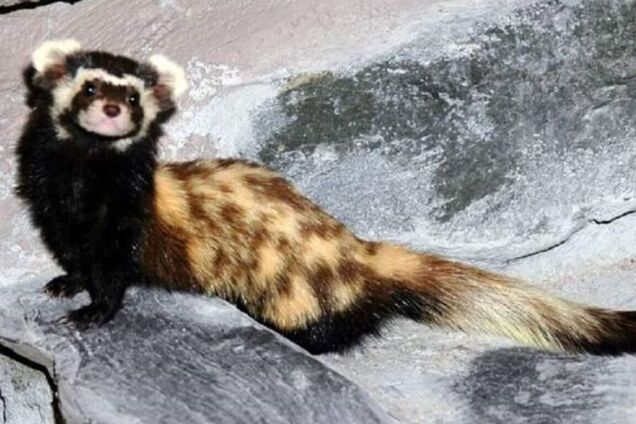 ВСУ спасли краснокнижного зверька-'скандалиста': милое видео