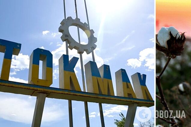 Бавовна в Токмаку