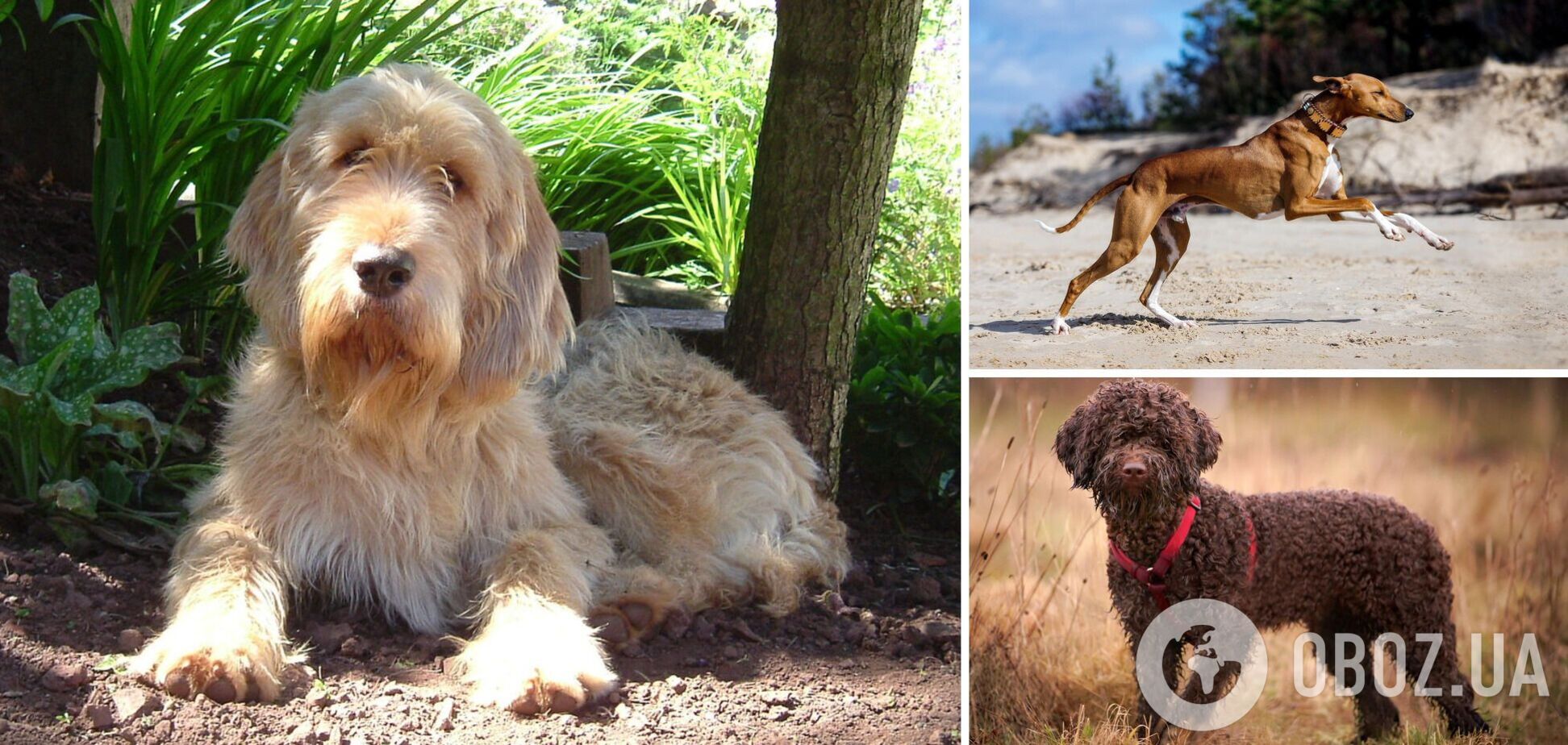 Могут исчезнуть: какие породы собак самые редкие
