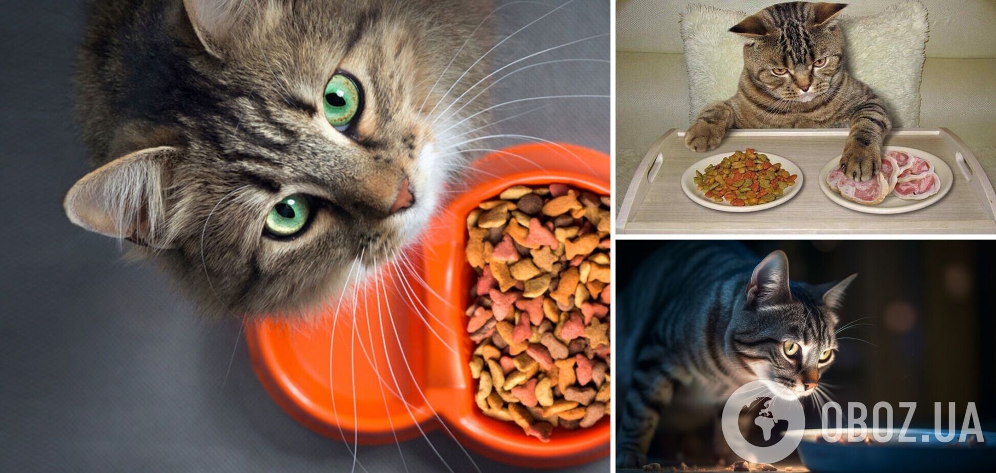 Ніколи не годуйте цим кота: продукти, що можуть зашкодити