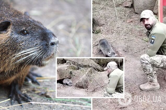 'Привіт, моя дівчинко!': український військовий показав нутрію, з якою 'подружився' на службі. Відео