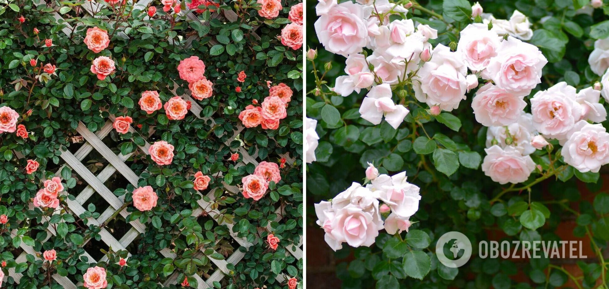 Чим підлити троянди, щоб пишно цвіли все літо: найвдаліші добрива