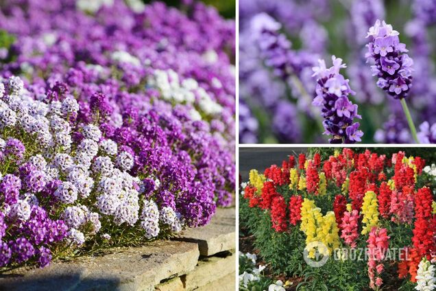 Какие садовые растения цветут все лето: пора сеять