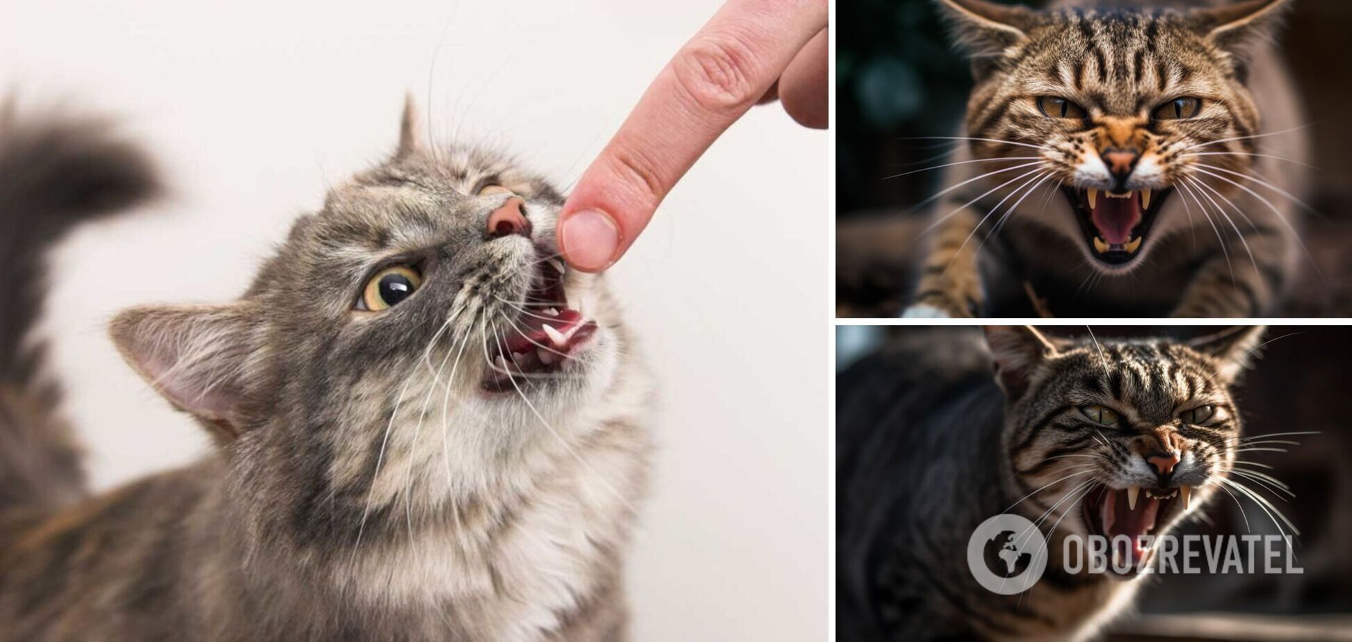 Какие кошки слишком агрессивны: породы, которые могут стать опасными