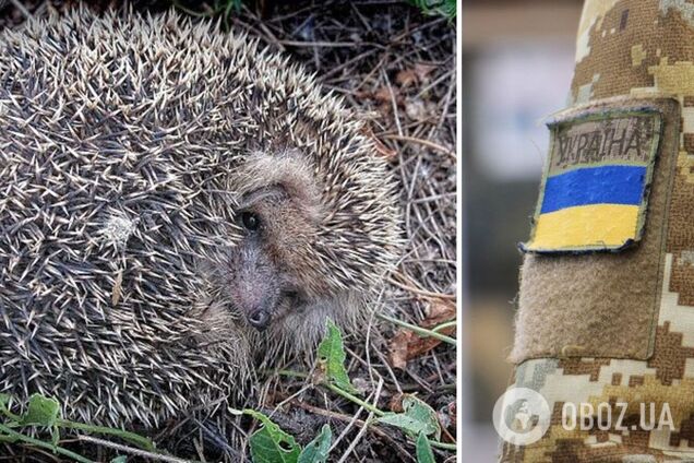 Украинские воины спасли от смерти ежа, запутавшегося в сетке: видео тронуло сеть