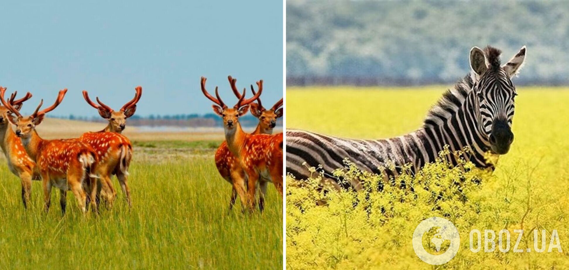 Защитить знаменитую Асканию-Нову от варваров Путина!