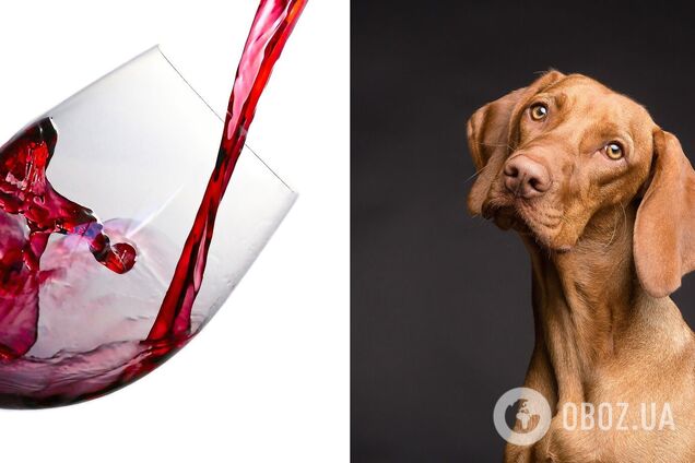 У Британії вперше вилікували від алкоголізму собаку: пес приохотився до зеленого змія разом із господарем