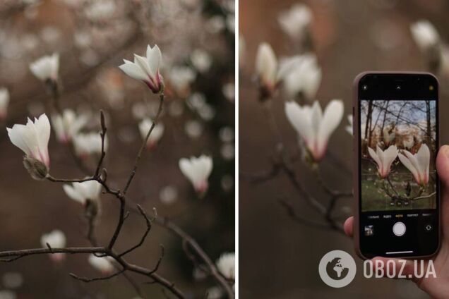 В ботсаду Фомина расцвели первые магнолии