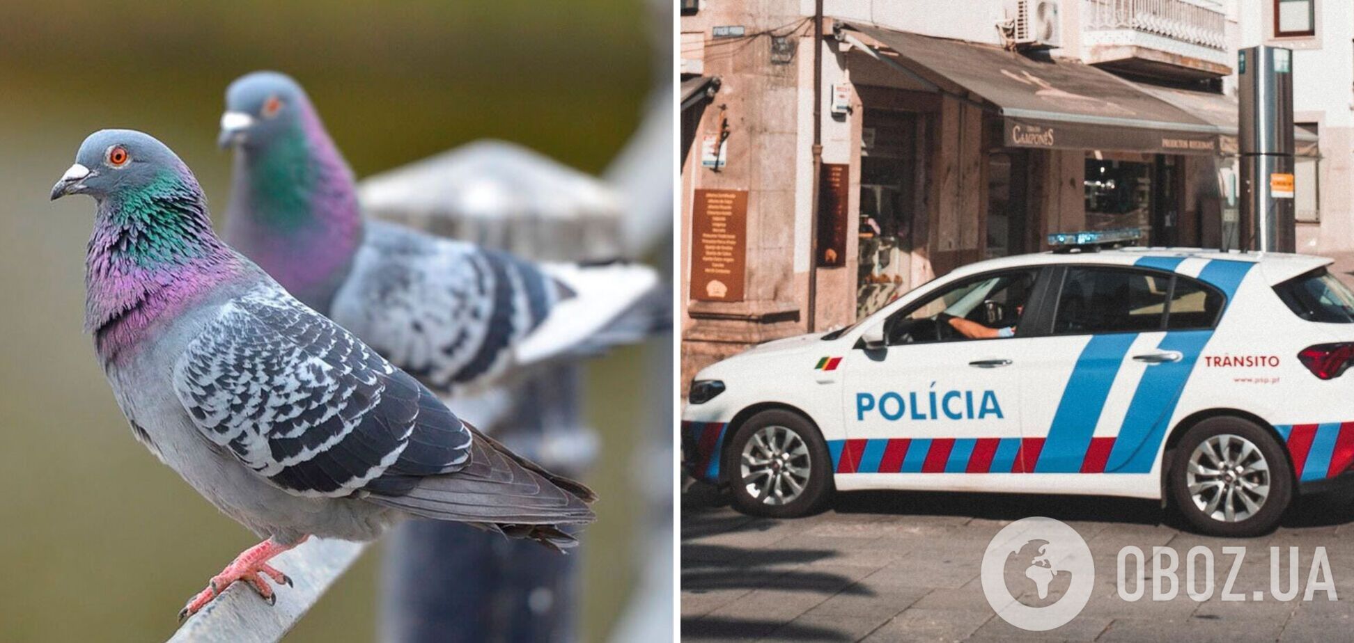 В Португалии мужчина застрелил трех человек из-за спора по поводу голубей и покончил с собой