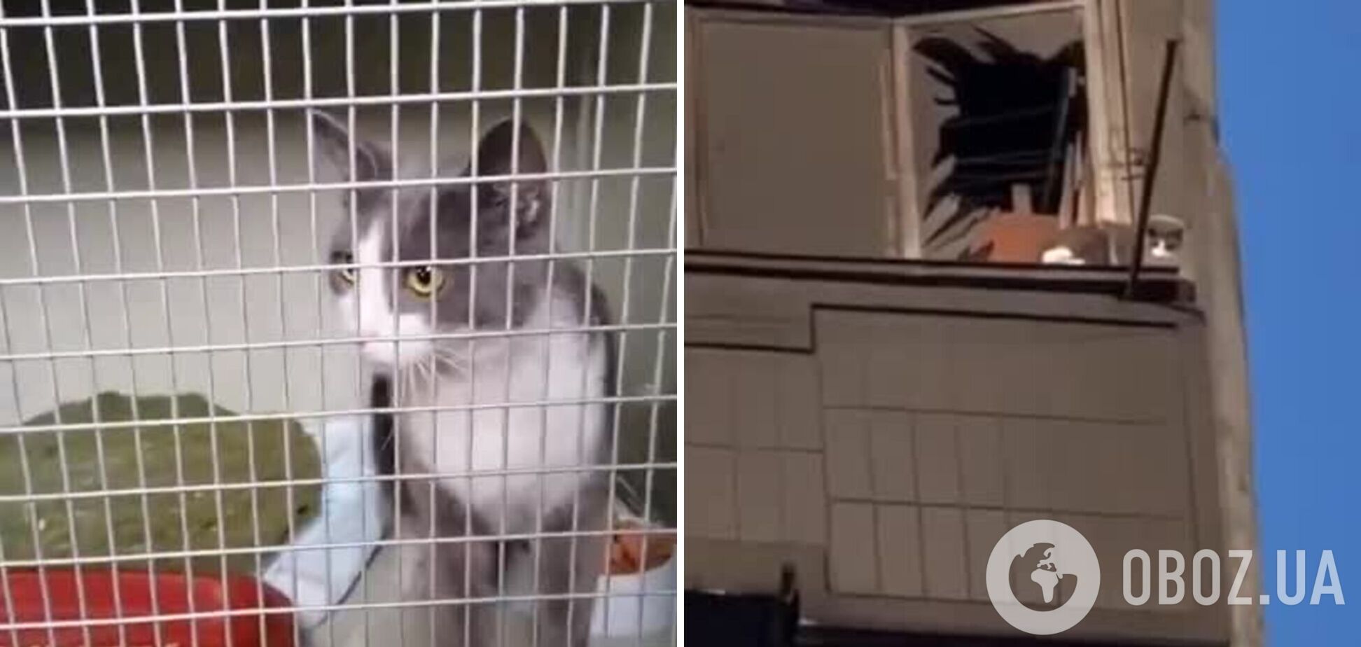 В Умани из разрушенного ракетным ударом дома спасли котика: видео тронуло сеть