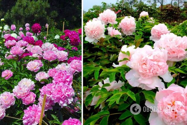 Как сделать, чтобы пионы цвели очень долго: поможет простая подкормка