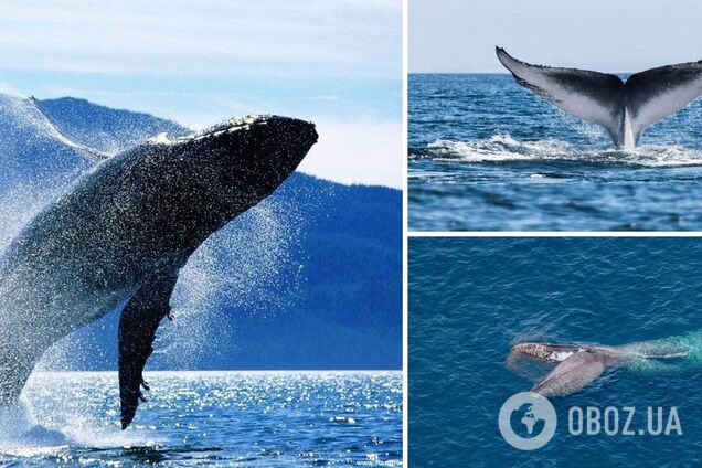 На Земле нашли 'проклятое место': там массово гибнут киты
