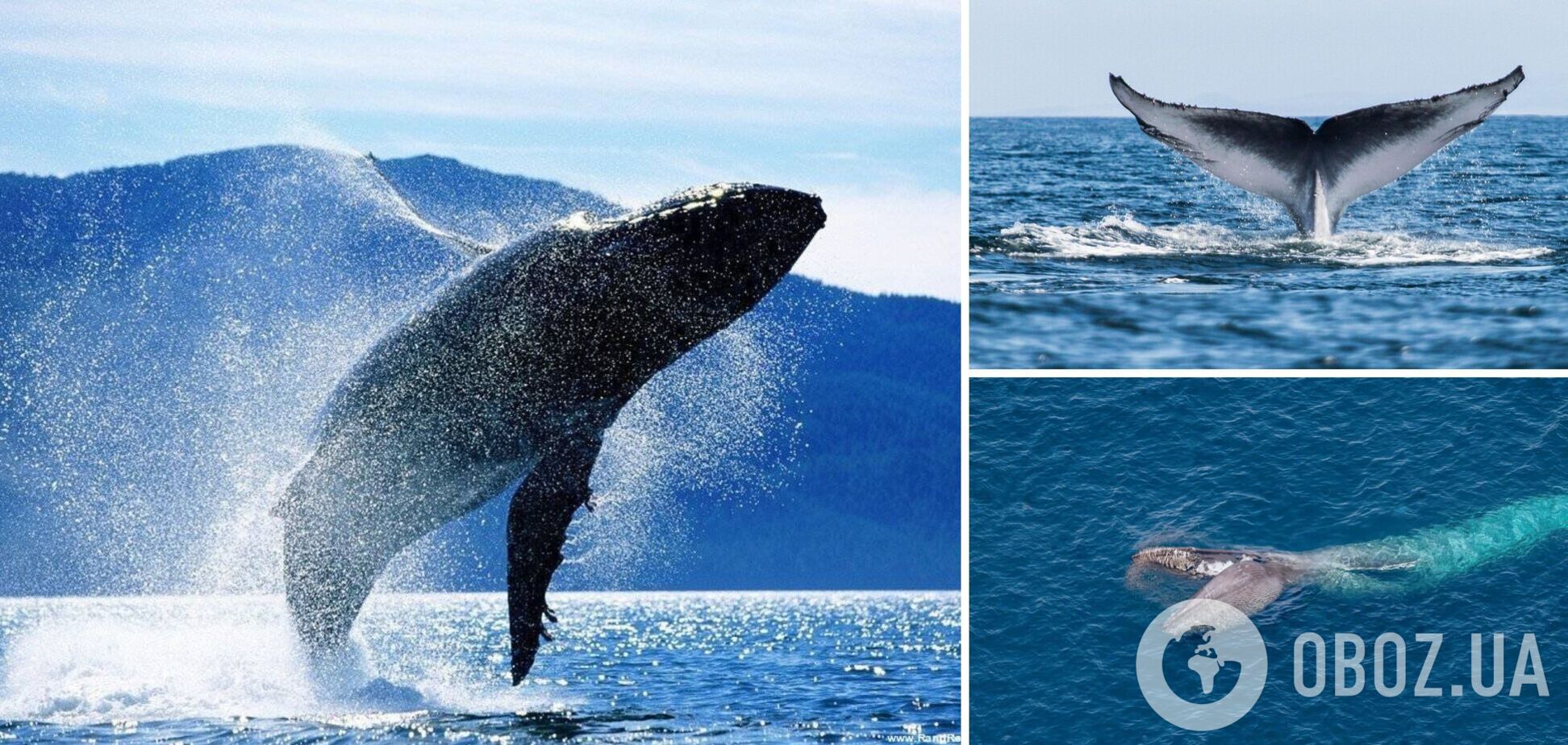 На Землі знайшли 'прокляте місце': там масово гинуть кити