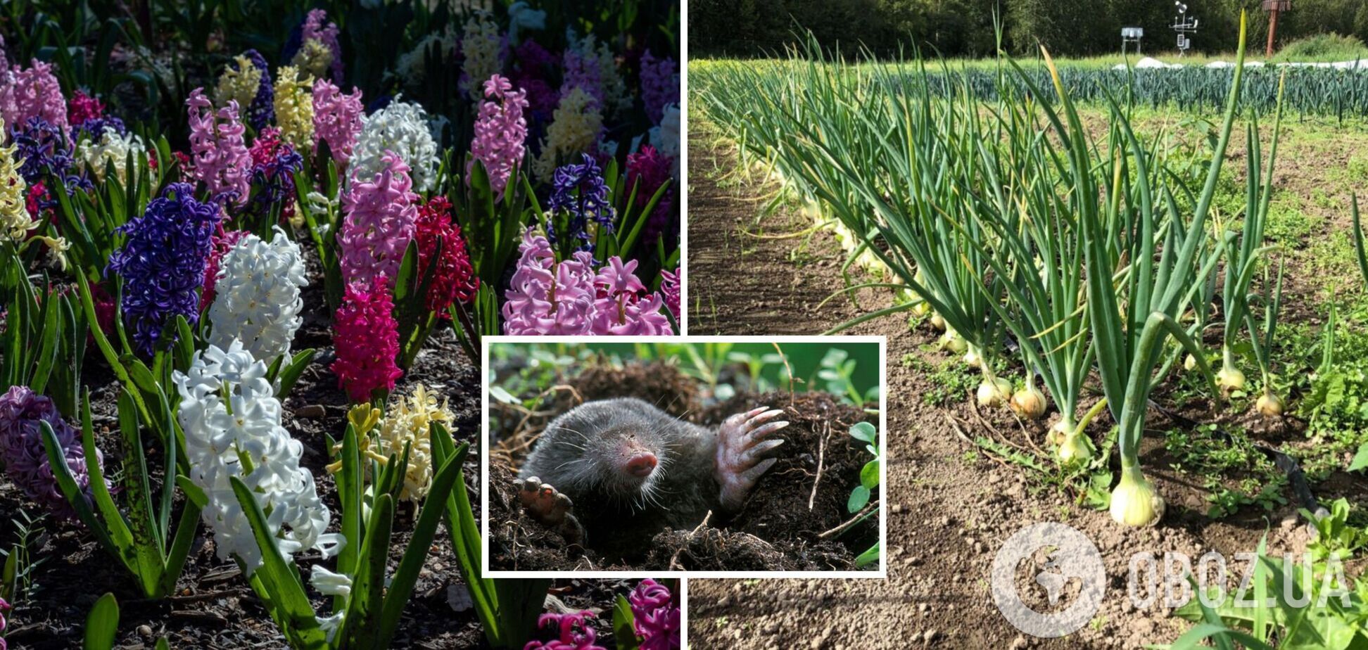 Як прогнати кротів з городу: спосіб без хімікатів