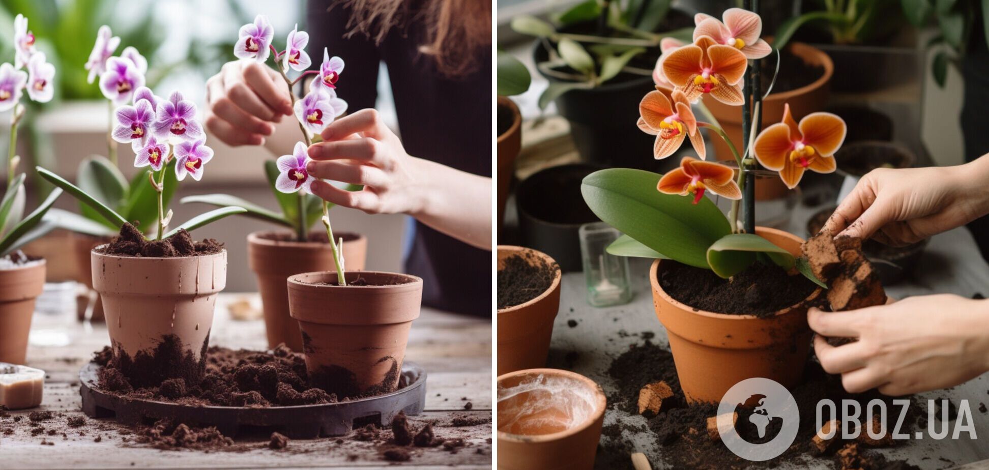 Що робити з корінням орхідеї, яке стирчить з горщика: правила пересадки