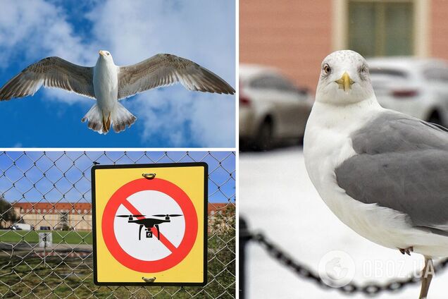 Жители Питера все чаще жалуются на БПЛА