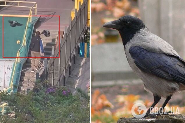 Вороны атакуют посетителей супермаркета