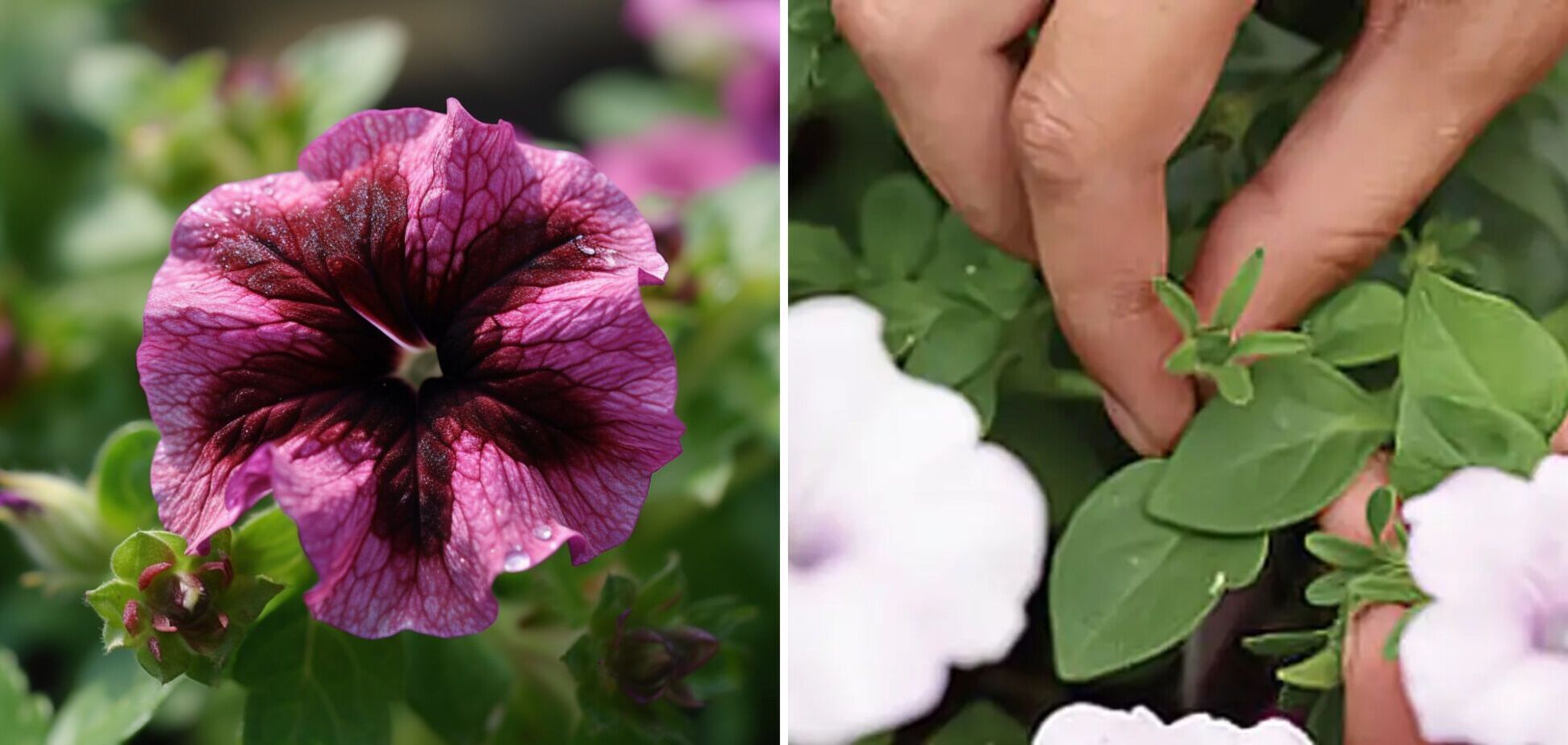 Как заставить петунии цвести к осени: секреты хозяек