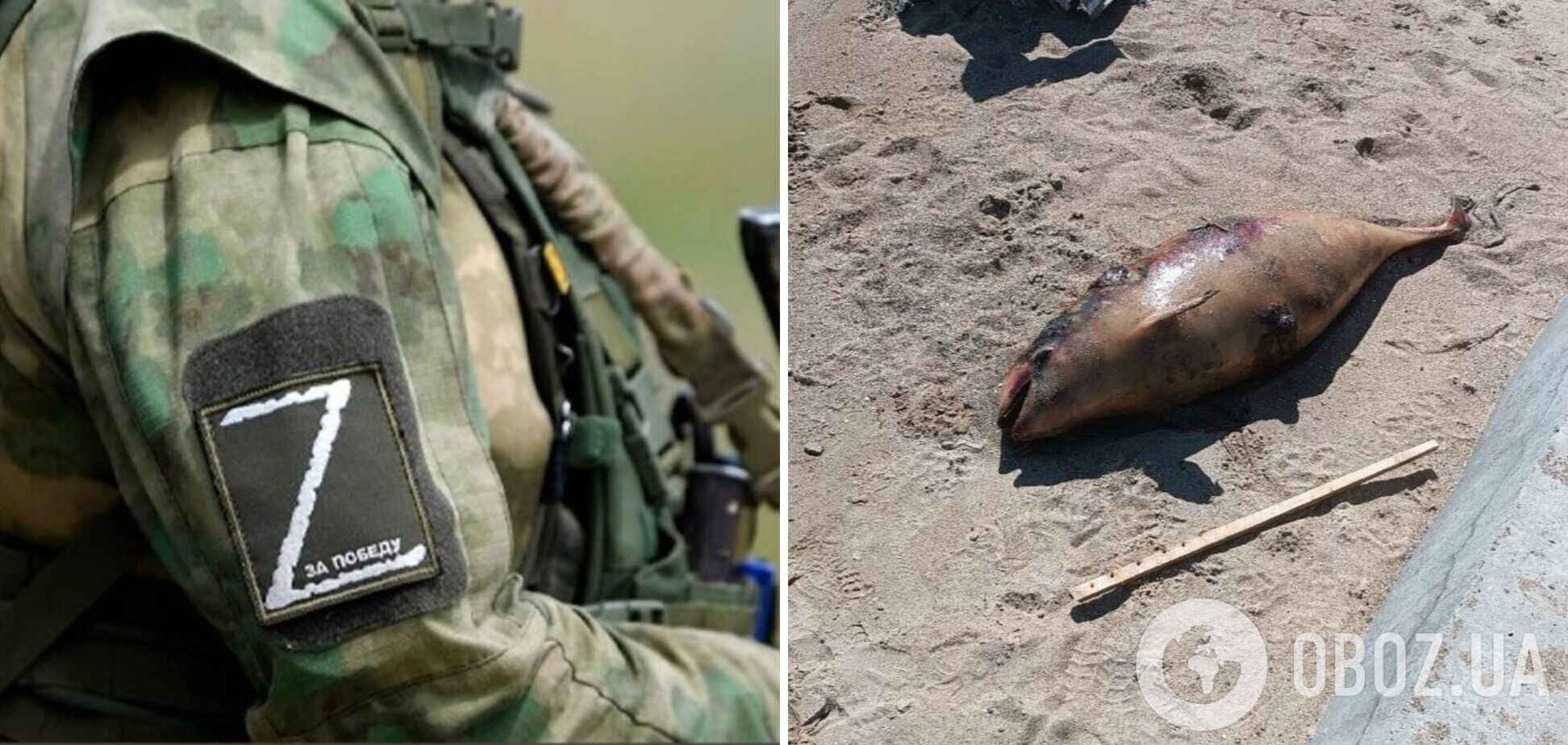 В оккупированном Мариуполе на побережье массово выбрасываются дельфины. Фото