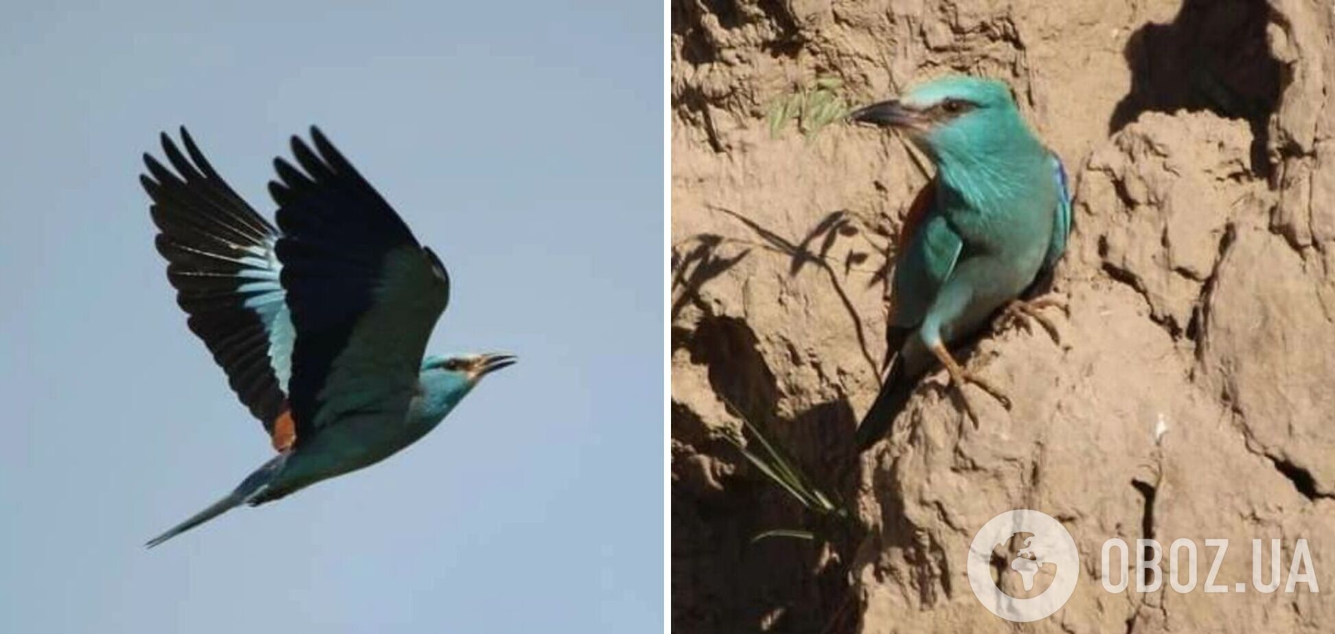 У заповіднику на Одещині помітили червонокнижних тропічних птахів. Фото