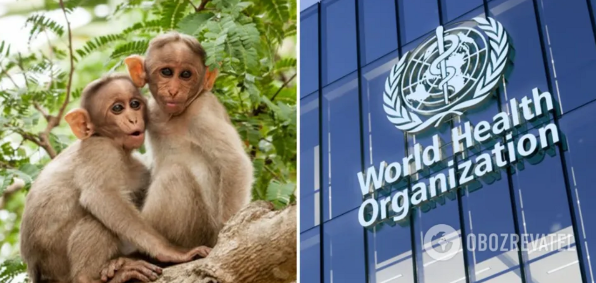 Больше не является глобальной чрезвычайной ситуацией: в ВОЗ пересмотрели решение об обезьяньей оспе