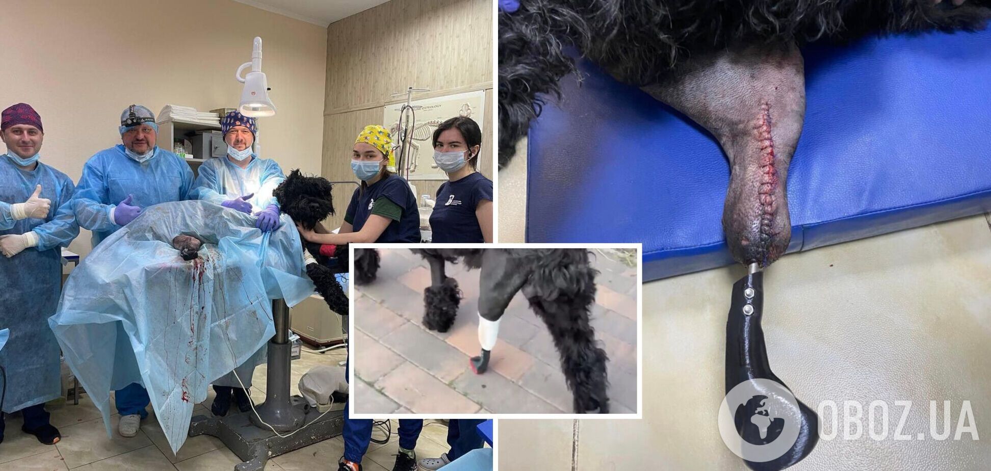 У Харкові пес, який втратив лапу під час бомбардування, отримав біопротез: фото та відео