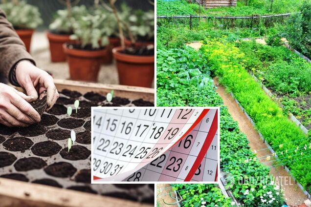 Посівний календар на червень-2023: найкращі дні для посадки овочів і робіт в саду
