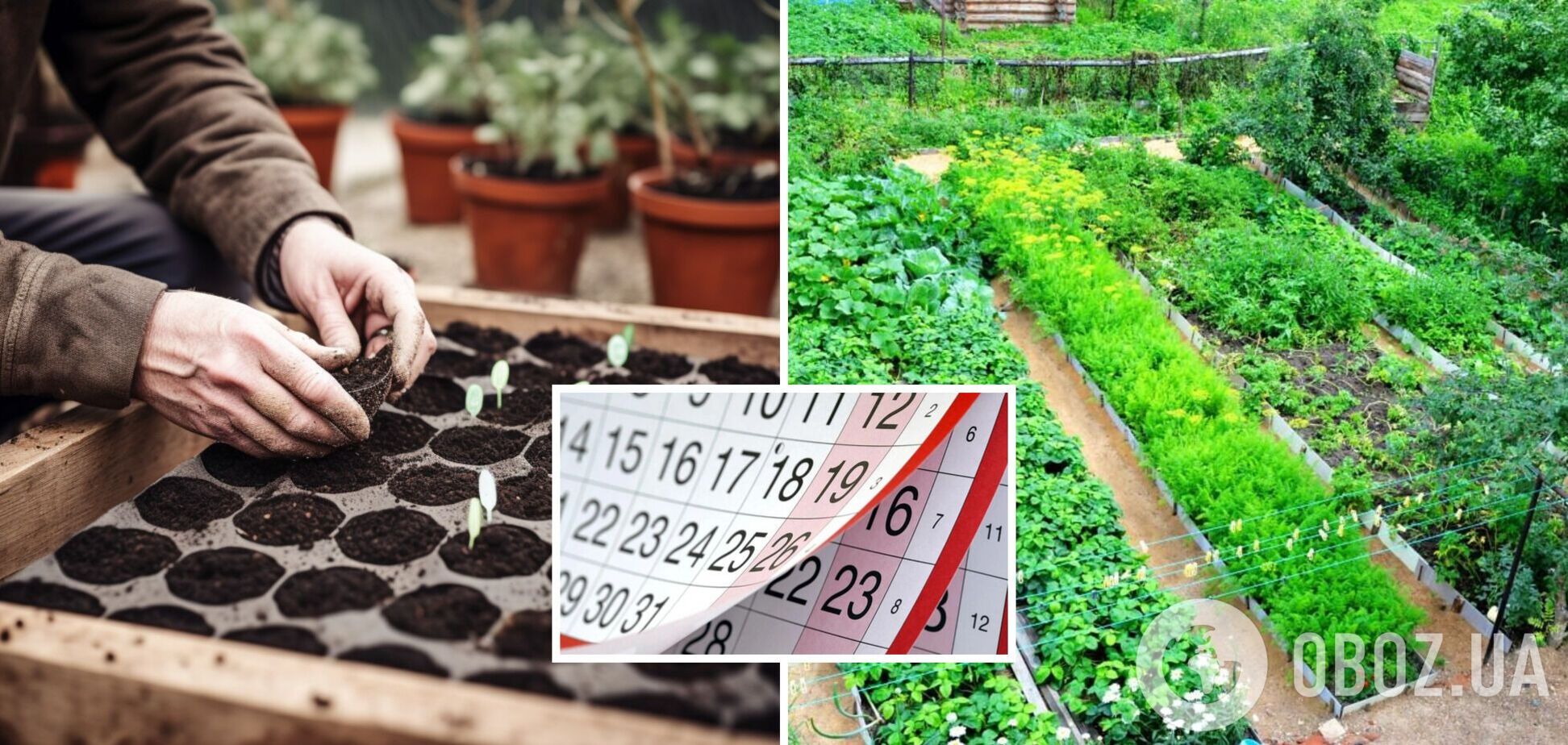 Посівний календар на червень-2023: найкращі дні для посадки овочів і робіт в саду