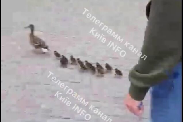 У Києві на Подолі поліцейські та перехожі допомогли качці з каченятами перейти дорогу