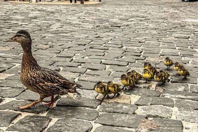 Качка вела каченят до води