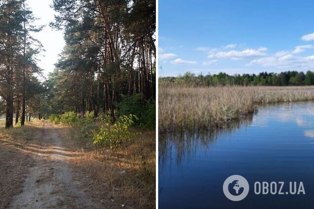 Беличанский лес находится под угрозой застройки. От депутатов Киевсовета зависит судьба 100 гектаров нацпарка