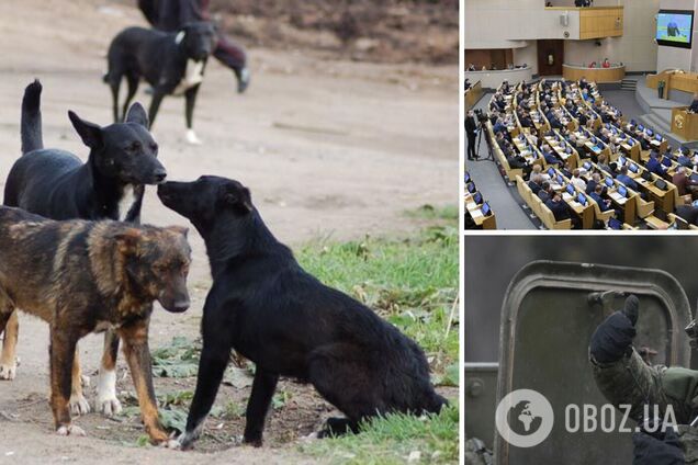 У Росії хочуть відправити на фронт безпритульних собак: їм уже придумали завдання. Відео