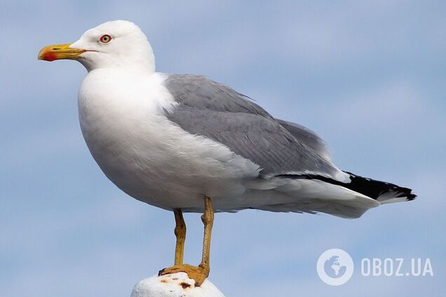 Птица распространена в Средиземноморском регионе