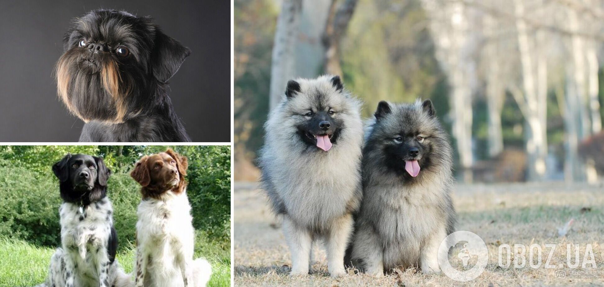 Найрідкісніші породи собак: їх назви мало хто знає. Фото