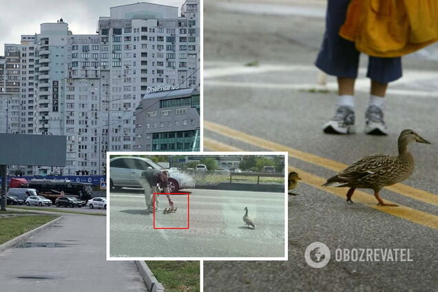 Водії перекрили проспект заради птахів