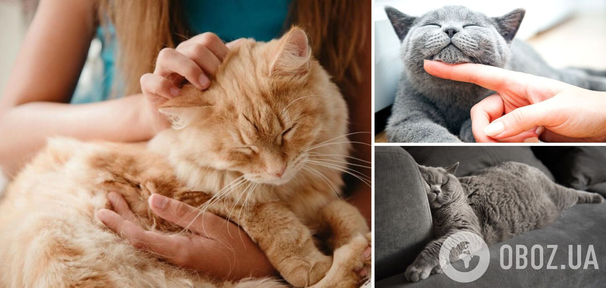 Когда коты чувствуют себя счастливыми: как угодить любимцу