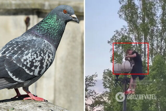 Подросток помог птице освободиться из ловушки