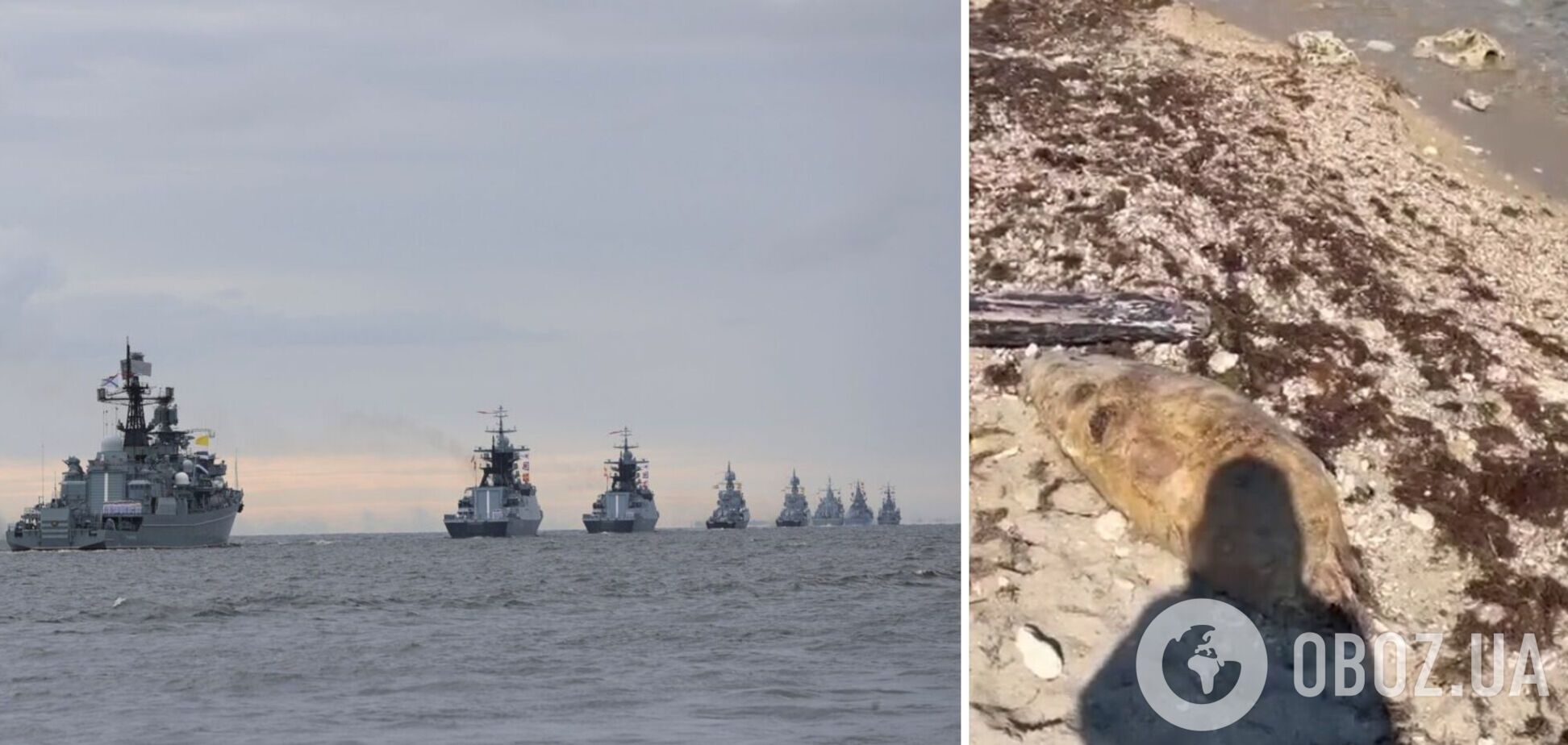 Возле оккупированного Крыма зафиксирована массовая гибель дельфинов из-за действий российских захватчиков. Фото и видео