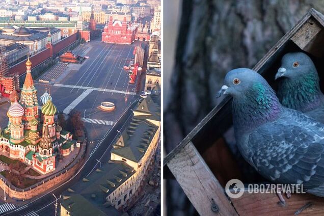 У Росії чоловік повідомив у поліцію про 'синьо-жовтого' голуба, який скидав міни-пелюстки: на місце викликали наряд