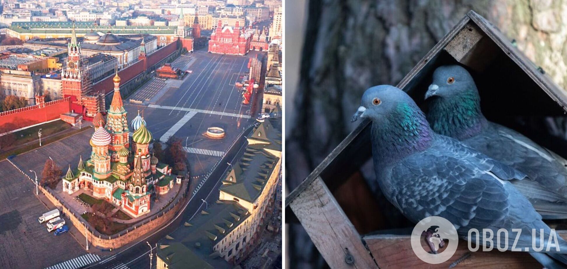У Росії чоловік повідомив у поліцію про 'синьо-жовтого' голуба, який скидав міни-пелюстки: на місце викликали наряд