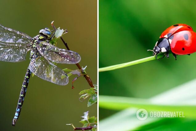 На Земле массово вымирают насекомые: учёные выяснили причину