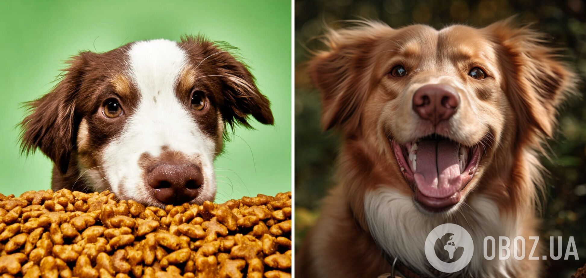 Как приучить собаку к сухому корму: советы для легкого перехода
